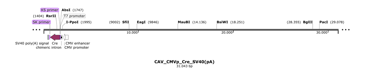 Vector map for CAV_CMVp_Cre_SV40(pA)