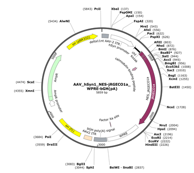AAV_hSyn1_NES-jRGECO1a_WPRE-bGH(pA)