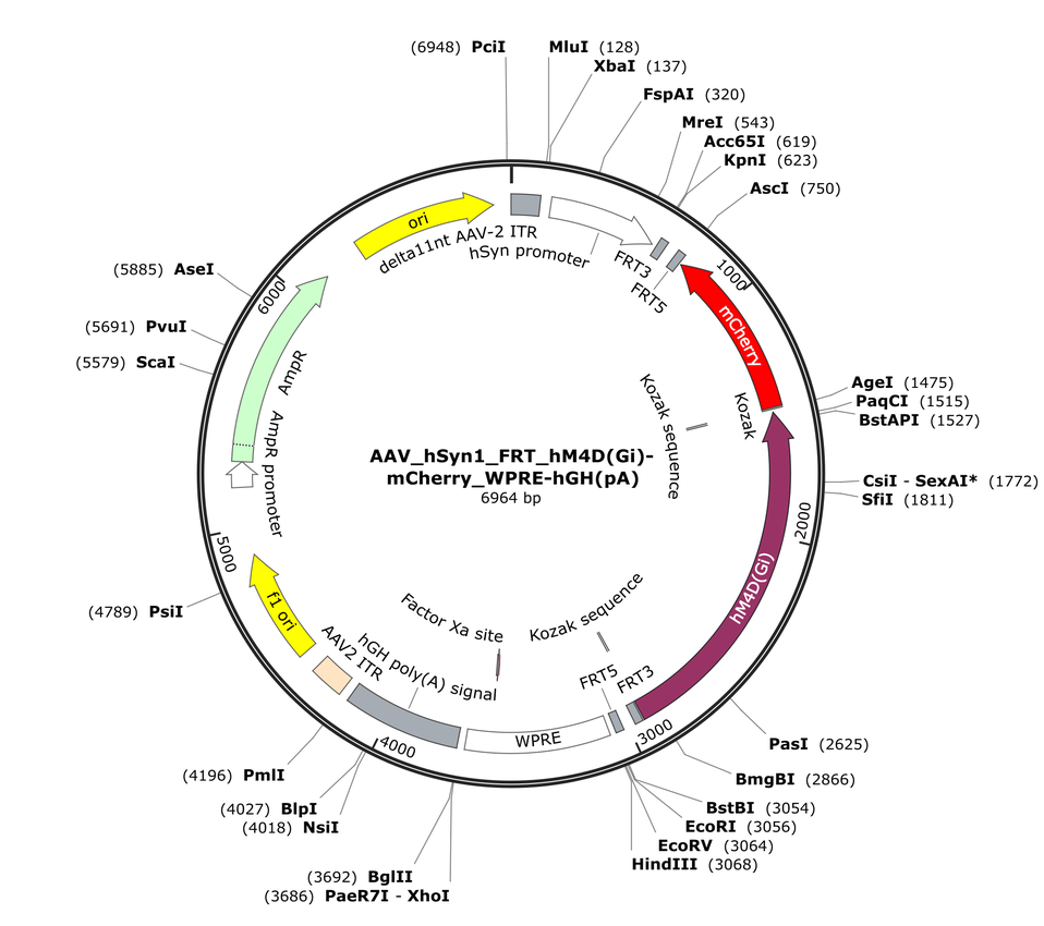 Vector map for AAV_hSyn1_FRT_hM4D(Gi)-mCherry_WPRE-hGH(pA)