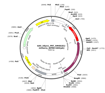 AAV_hSyn1_FRT_hM4D(Gi)-mCherry_WPRE-hGH(pA)