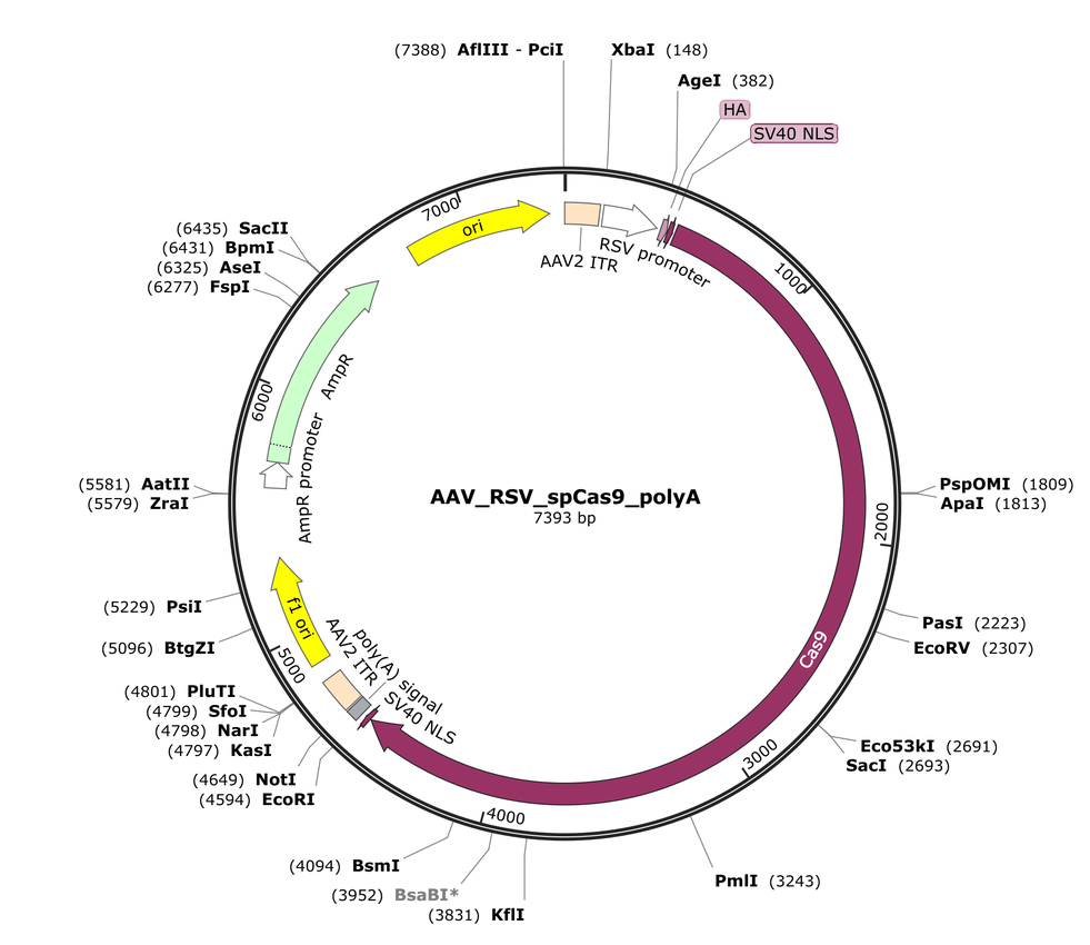 Vector map for AAV_RSV_spCas9_polyA