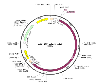 AAV_RSV_spCas9_polyA