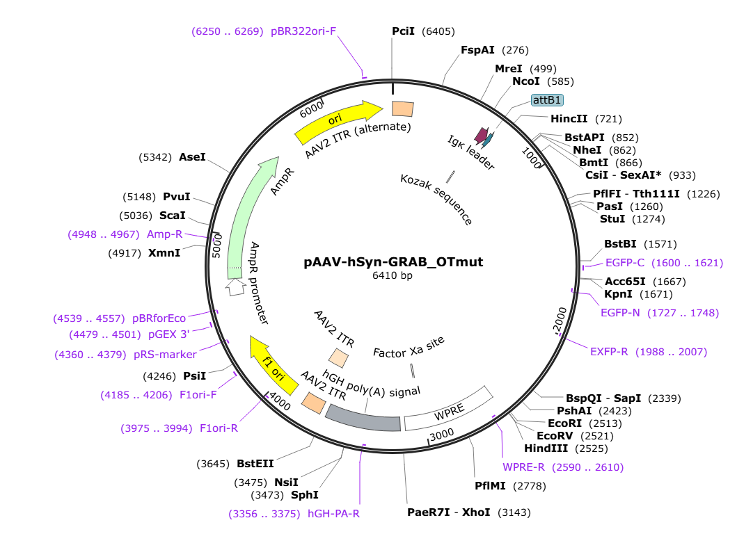 Vector map for AAV_hSyn_OT-sensor-mutated
