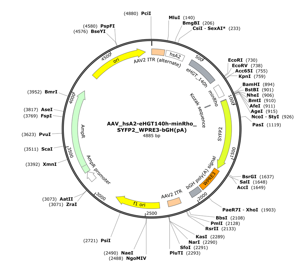 Vector map for AAV_hsA2-eHGT140h-minRho_SYFP2_WPRE3-bGH(pA)