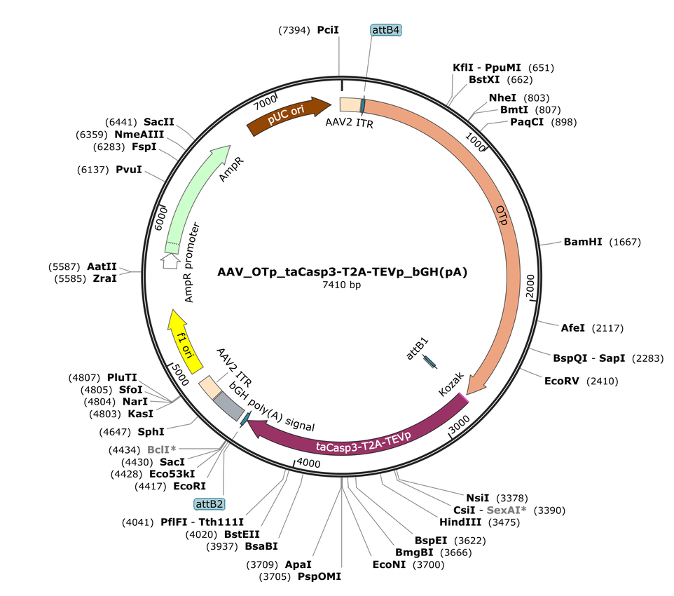 Vector map for AAV_OTp_taCasp3-T2A-TEVp_bGH(pA)