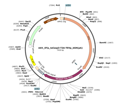 AAV_OTp_taCasp3-T2A-TEVp_bGH(pA)
