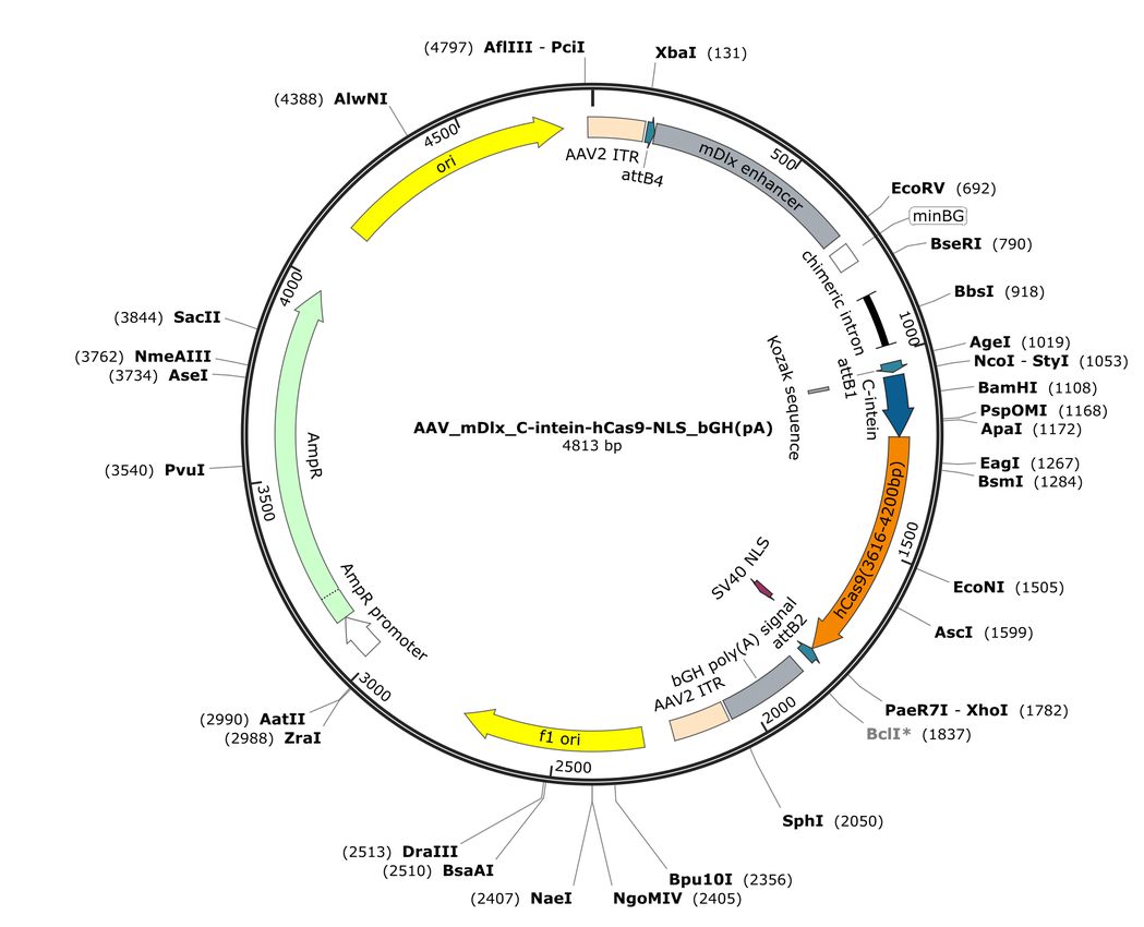 Vector map for AAV_mDlx_C-intein-hCas9-NLS_bGH(pA)