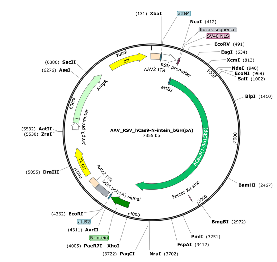 Vector map for AAV_RSV_hCas9-N-intein_bGH(pA)