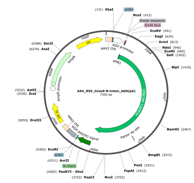 AAV_RSV_hCas9-N-intein_bGH(pA)