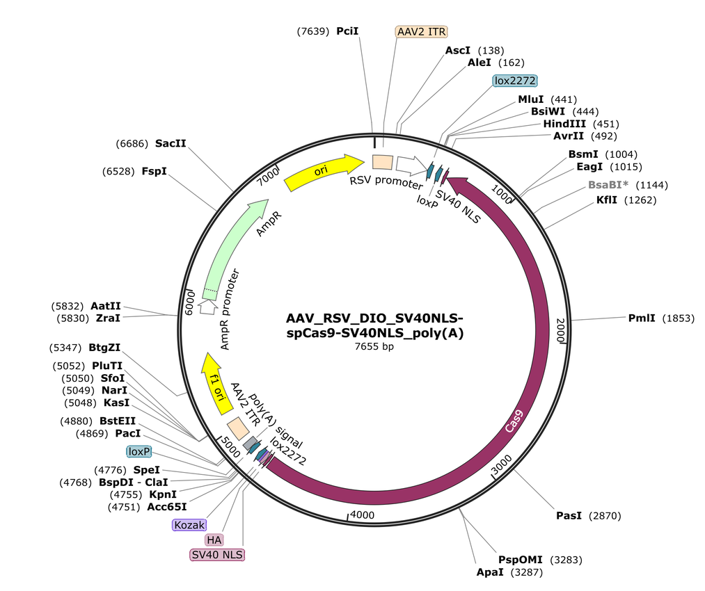Vector map for AAV_RSV_DIO_SV40NLS-spCas9-SV40NLS_poly(A)