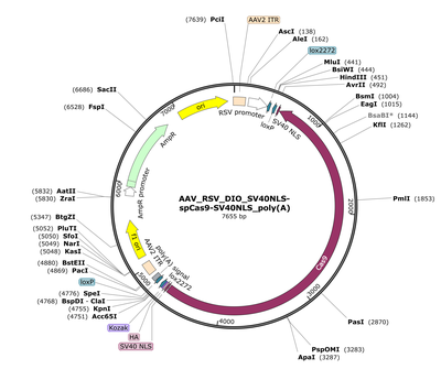 AAV_RSV_DIO_SV40NLS-spCas9-SV40NLS_poly(A)