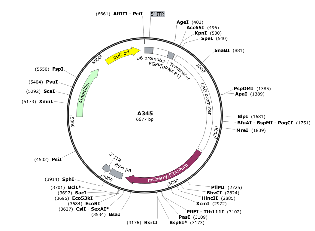 Vector map for AAV_gRNA-CAG-mCherry: P2A: Puro-U6-EGFP