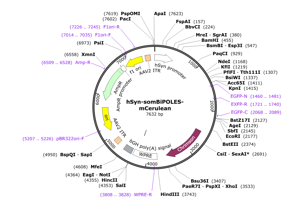 Vector map for AAV_hSyn_som-Bipoles-mCerulean