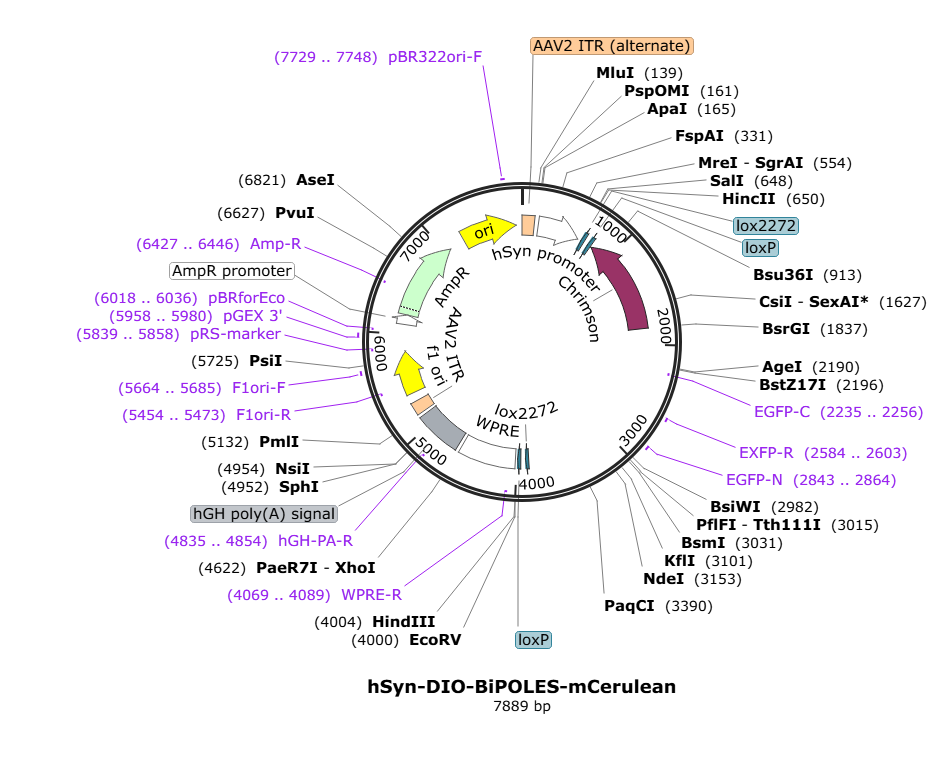 Vector map for AAV_hSyn_DIO_somBiPoles-mCerulean