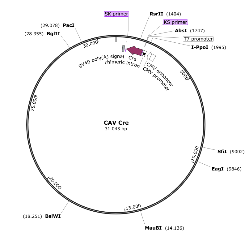 Vector map for CAV_Cre
