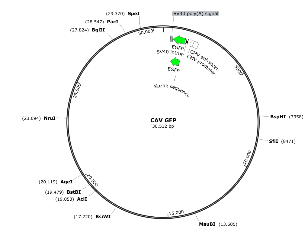 Vector map for CAV_GFP
