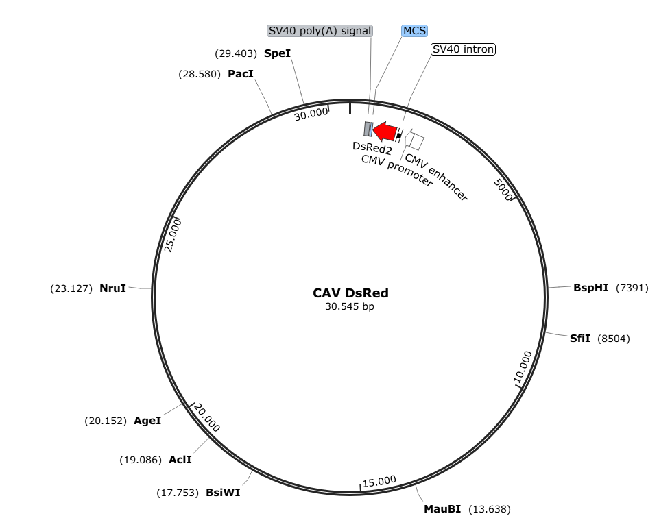 Vector map for CAV_DsRedII