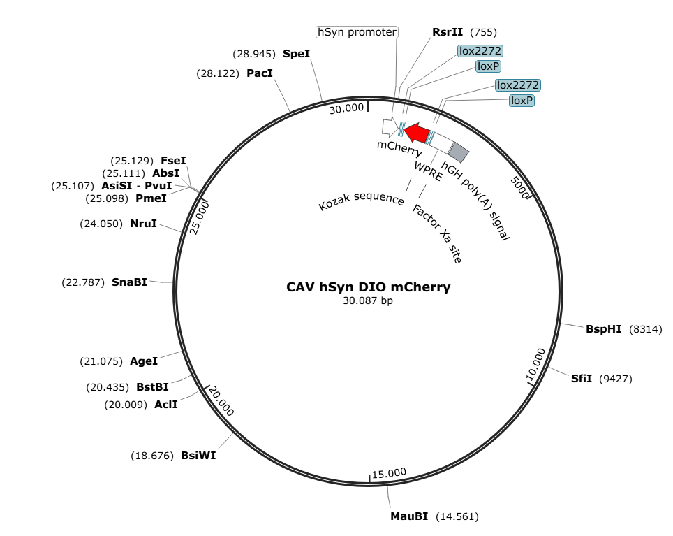 Vector map for CAV_DIO_mCherry