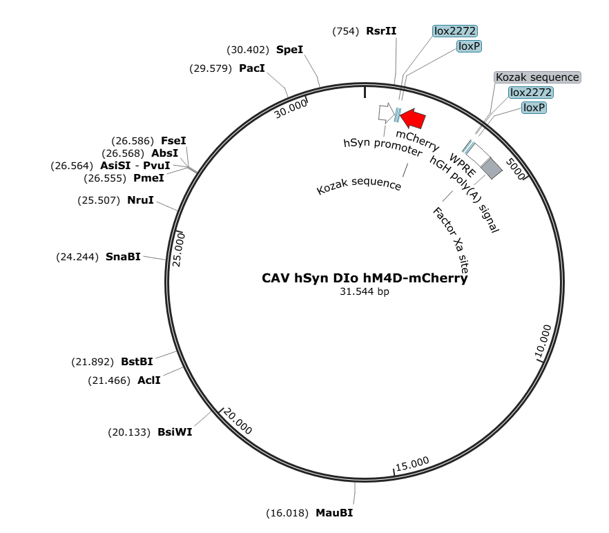 Vector map for CAV_hM4D(Gi)-mCherry