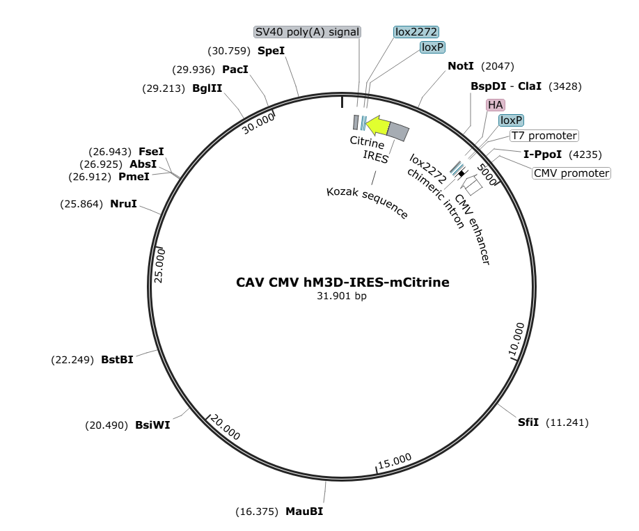 Vector map for CAV_hM3D(Gq)-IRES-mCitrine