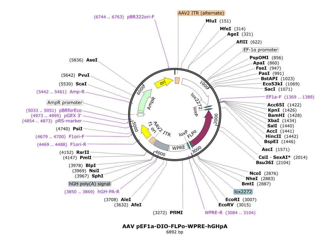 Vector map for retroAAV_EF1a_DIO_FLPo_WPRE-hGHpA