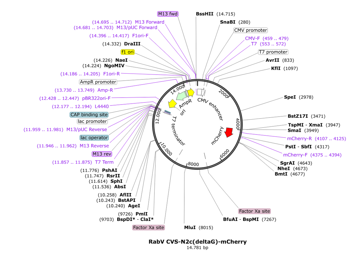 Vector map for rabies_N2c_dG_mCherry(EnvA)