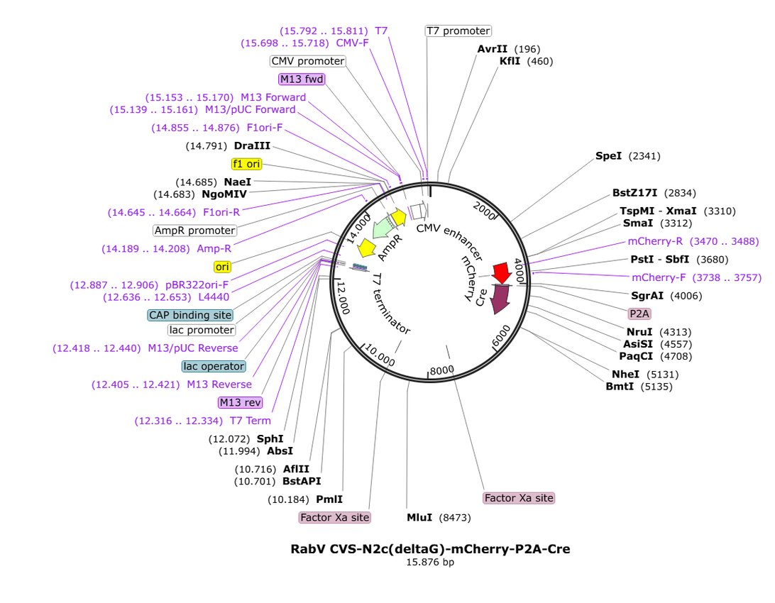 Vector map for rabies_BRV_envA_GFP