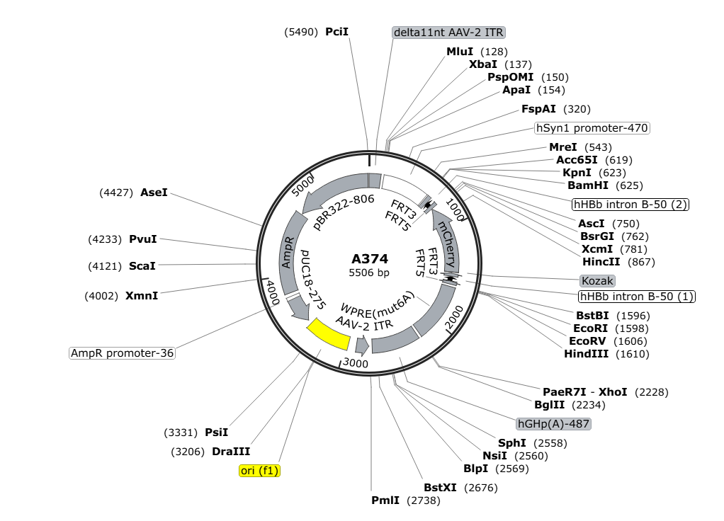 Vector map for AAV_hSyn_FRT_mCherry_WPRE-hGHp(A)