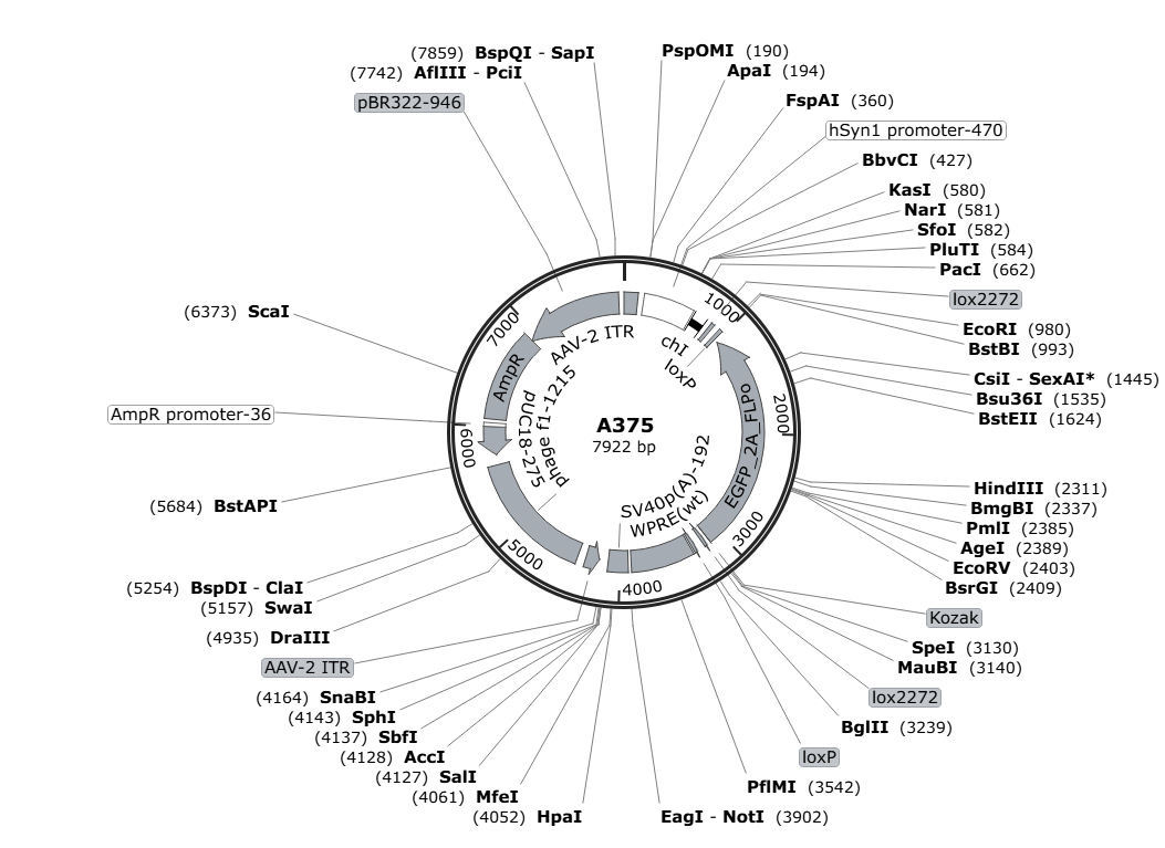 Vector map for AAV_hSyn1_chI-DIO_EGFP-2A-FLPo_WPRE-SV40p(A) (Jumping FLPo)