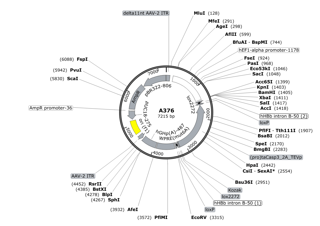 Vector map for AAV_EF1a_DIO_(pro)taCasp3-2A-TEVp_WPRE-hGHp(A)