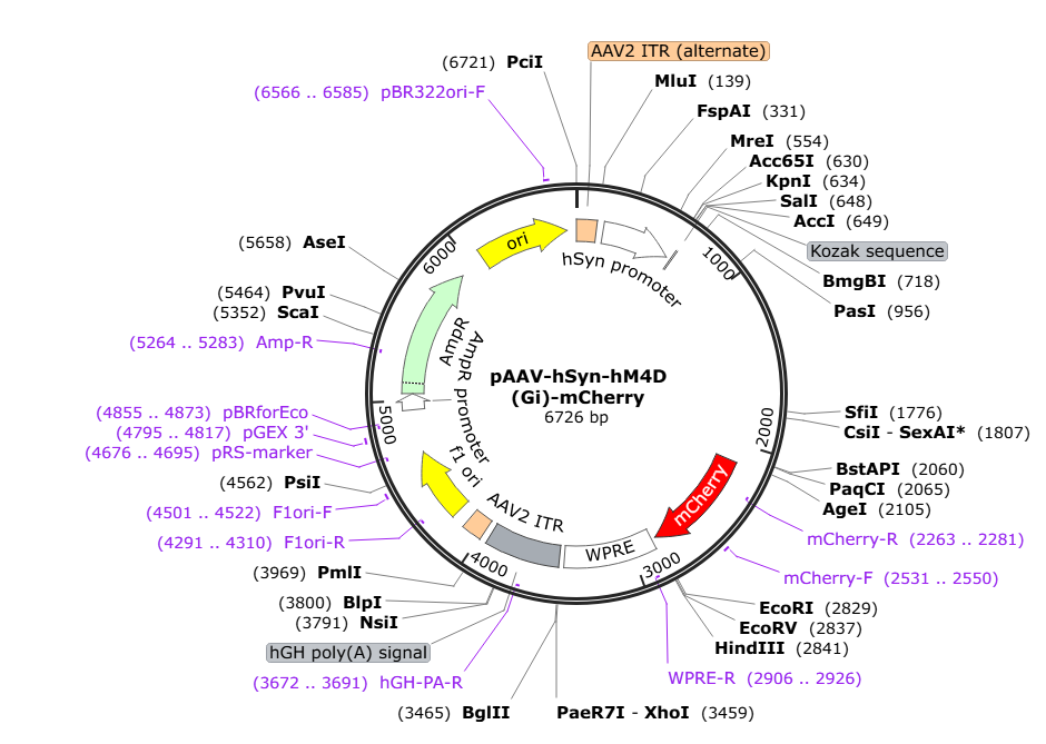 Vector map for AAV9_hSyn_hM4D(Gi)-mCherry