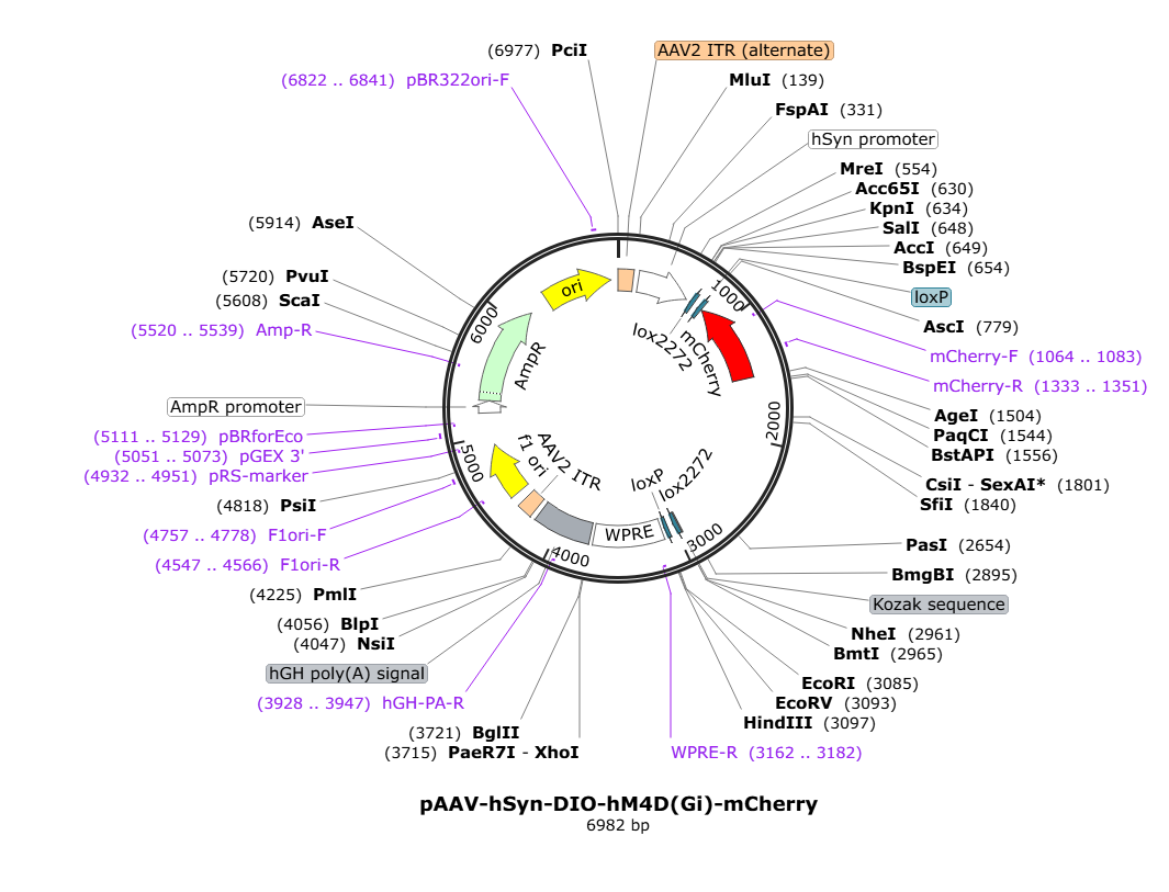 Vector map for AAV9_hSyn_DIO_hM4D(Gi)-mCherry