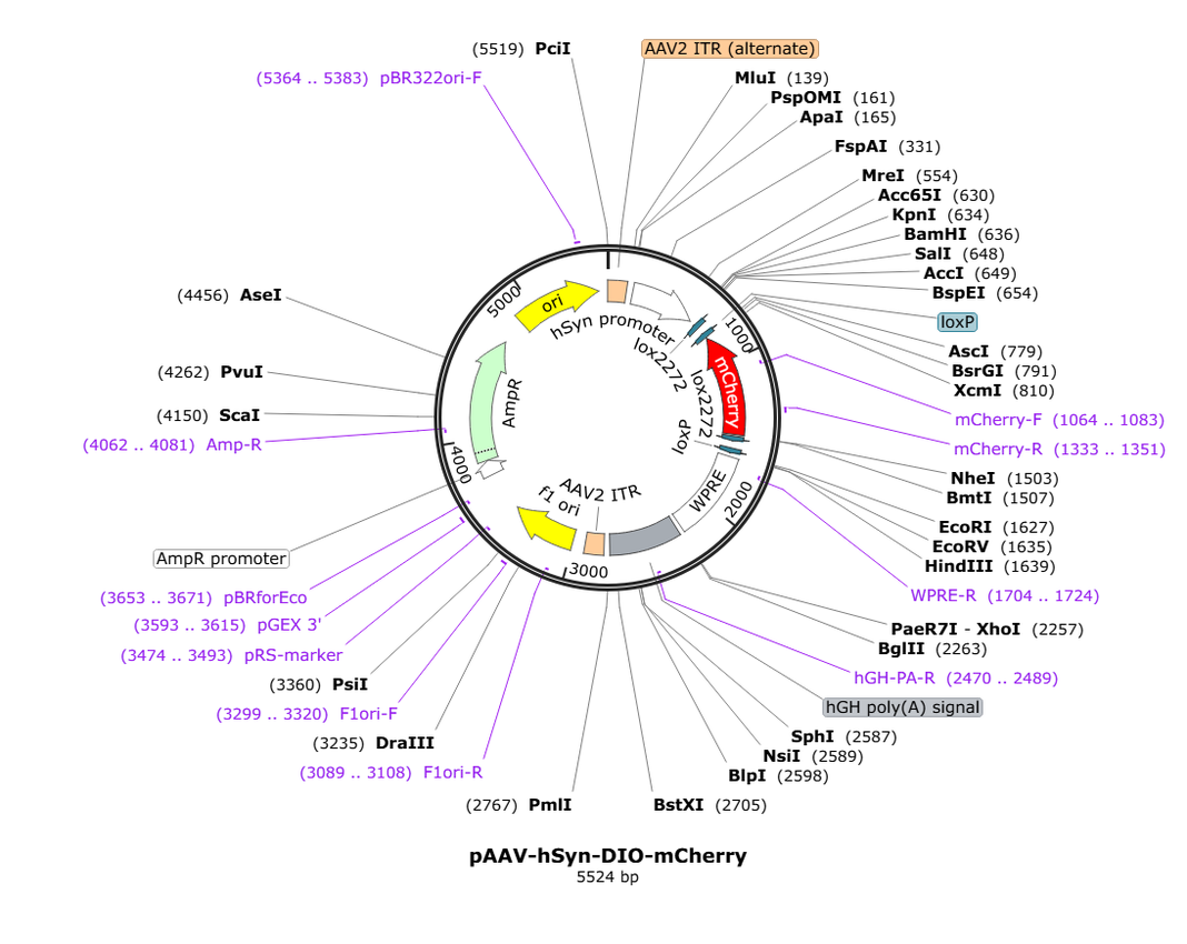 Vector map for AAV1_hSyn_DIO_mCherry