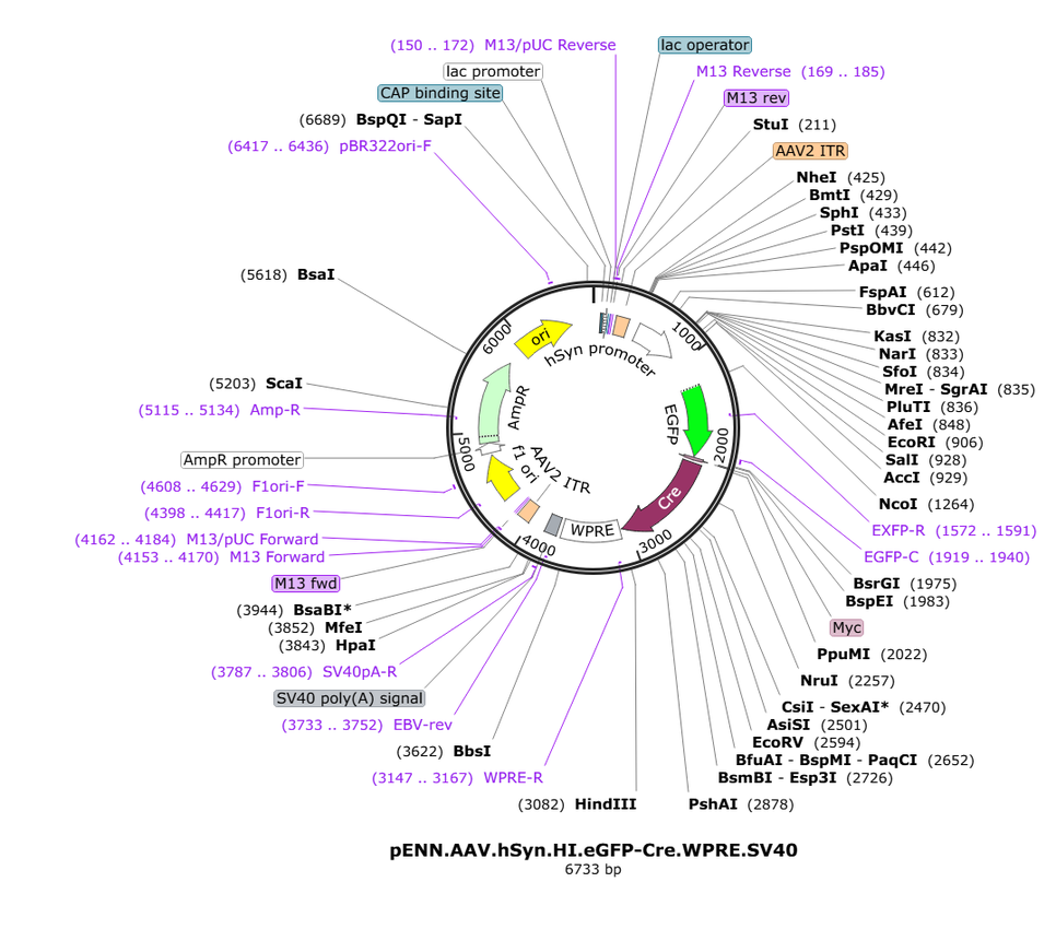Vector map for pENN-AAV1_hSyn_HI-eGFP-Cre_WPRE-SV40