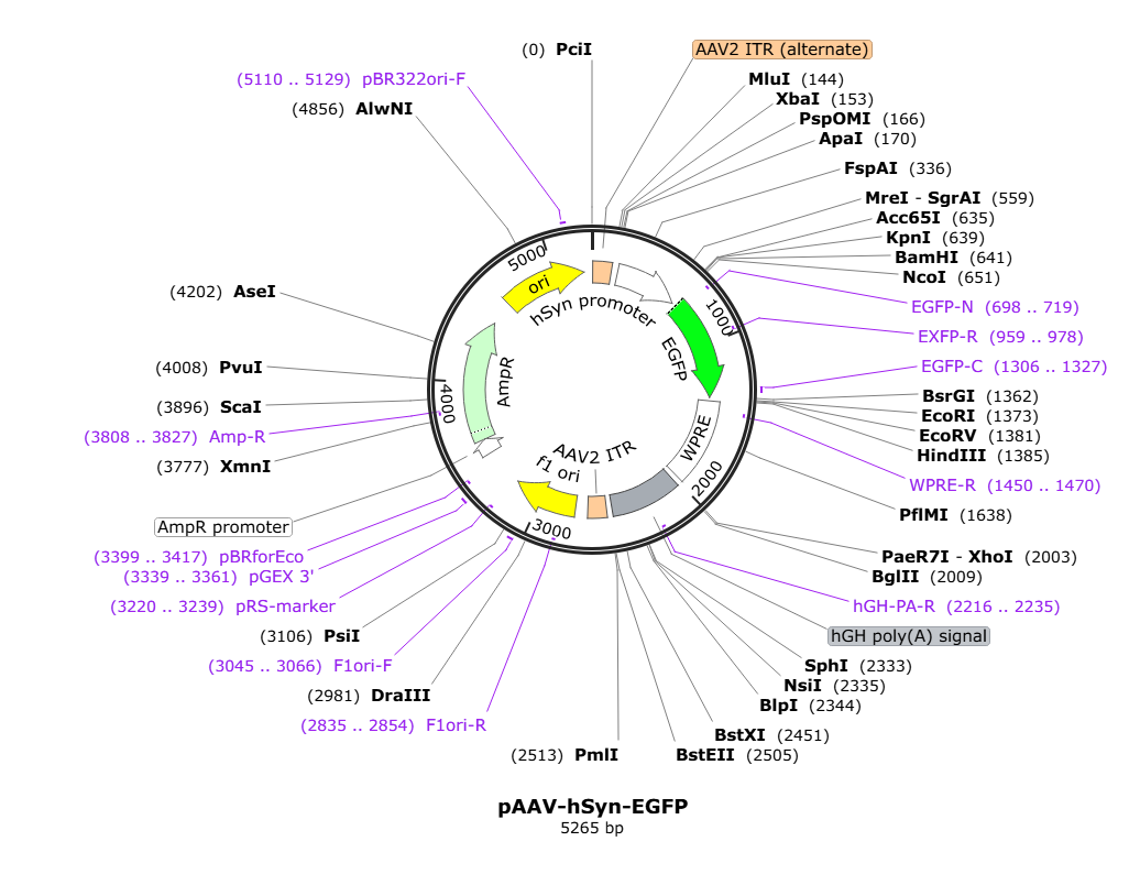 Vector map for AAV5_hSyn_EGFP