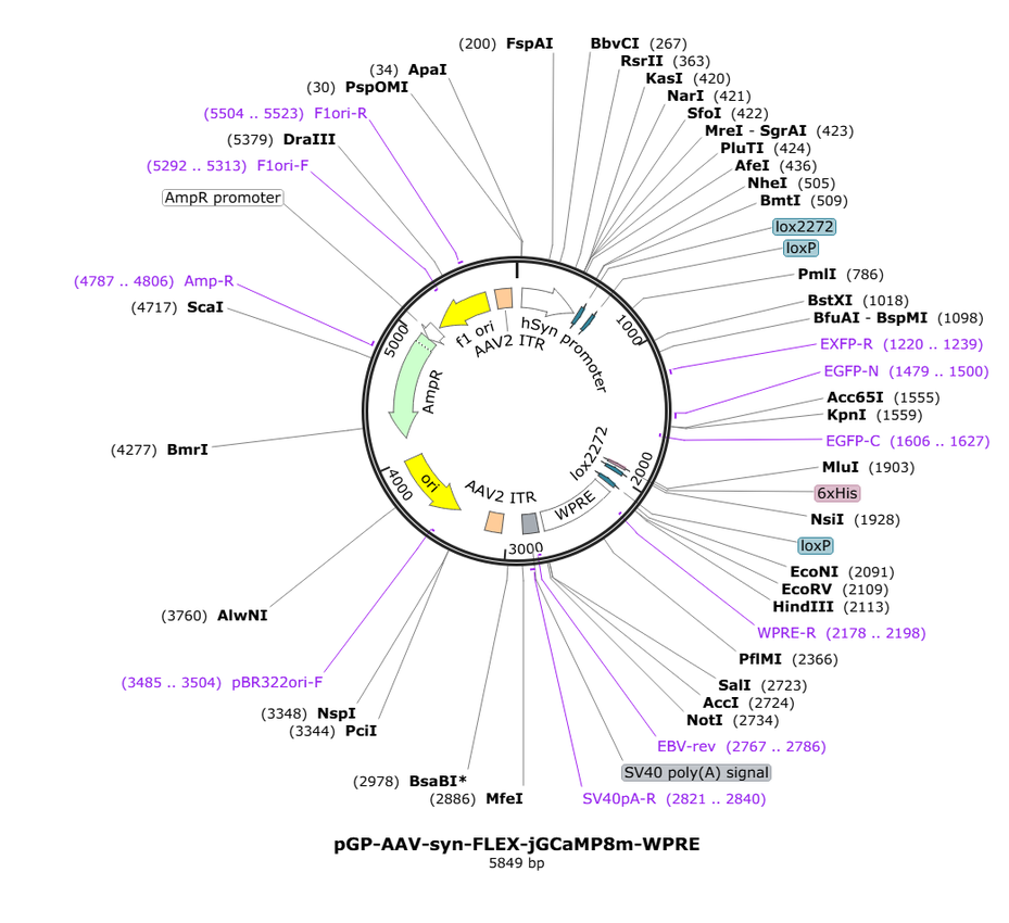 Vector map for pGP-AAV9_hSyn_DIO_jGCaMP8m_WPRE