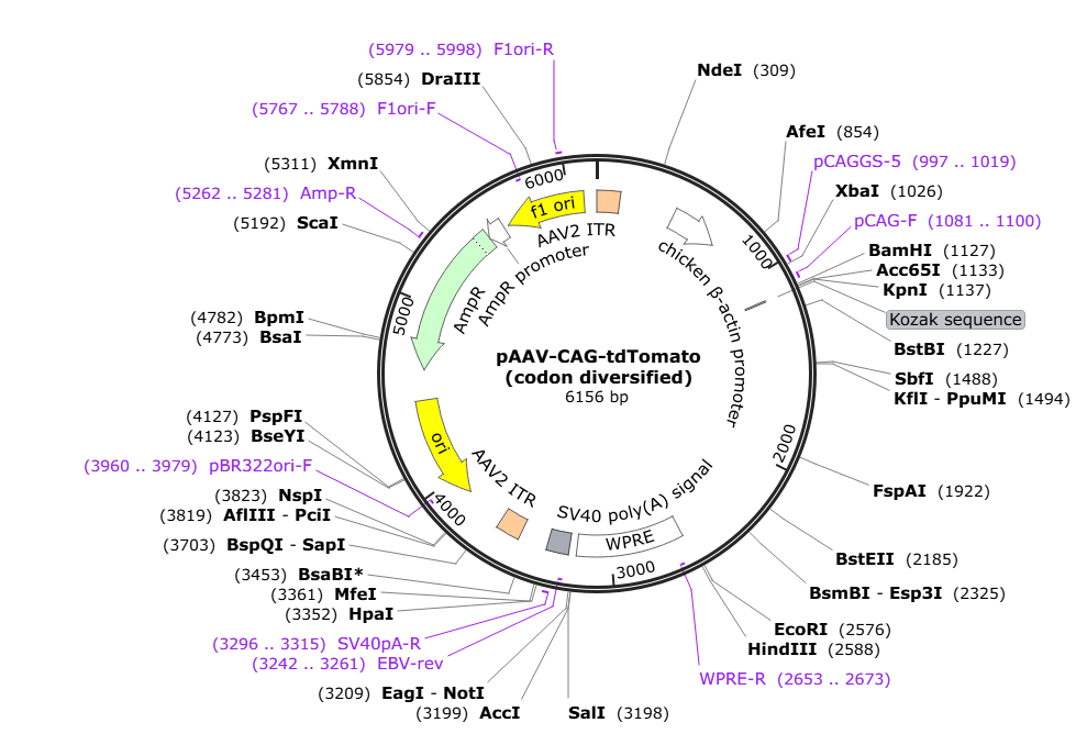 Vector map for retroAAV_CAG_tdTomato (codon diversified)
