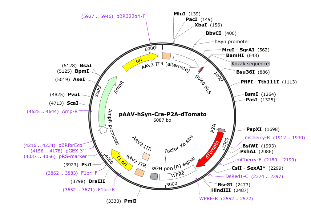 Vector map for retroAAV_hSyn_Cre-P2A-dTomato