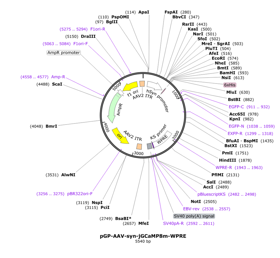 Vector map for retroAAV_hSyn_jGCaMP8m_WPRE