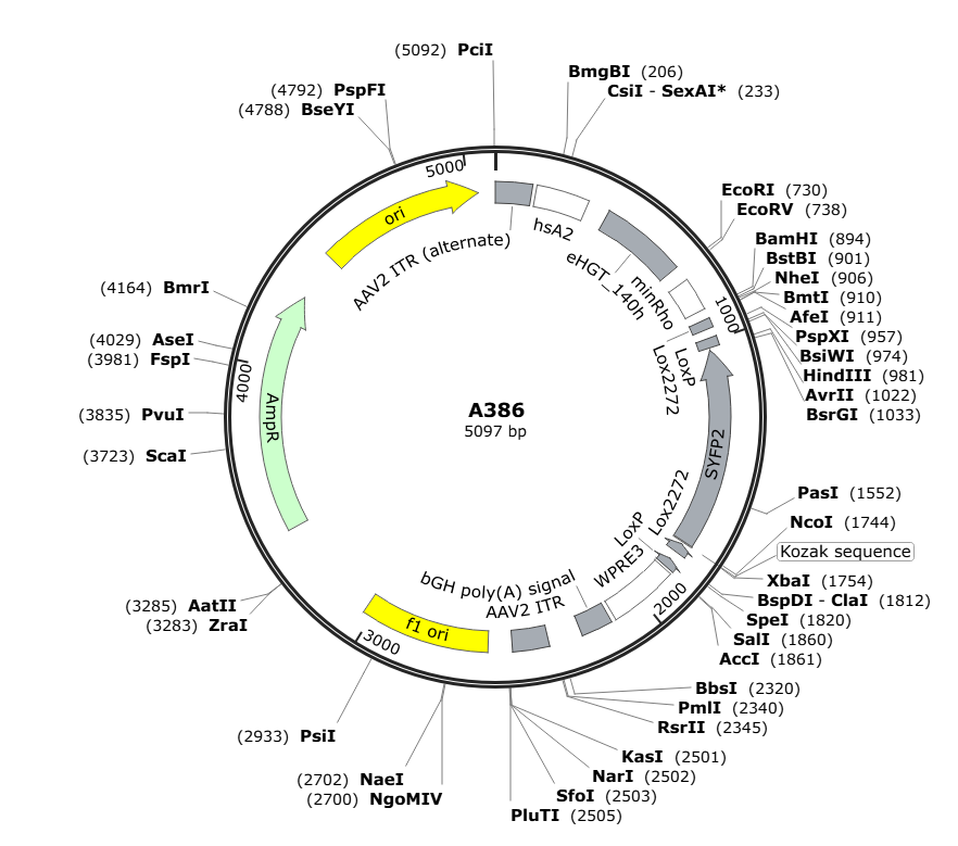 Vector map for AAV_hsA2-eHGT140h-minRHO_DIO_SYFP2_WPRE3-bGHp(A)