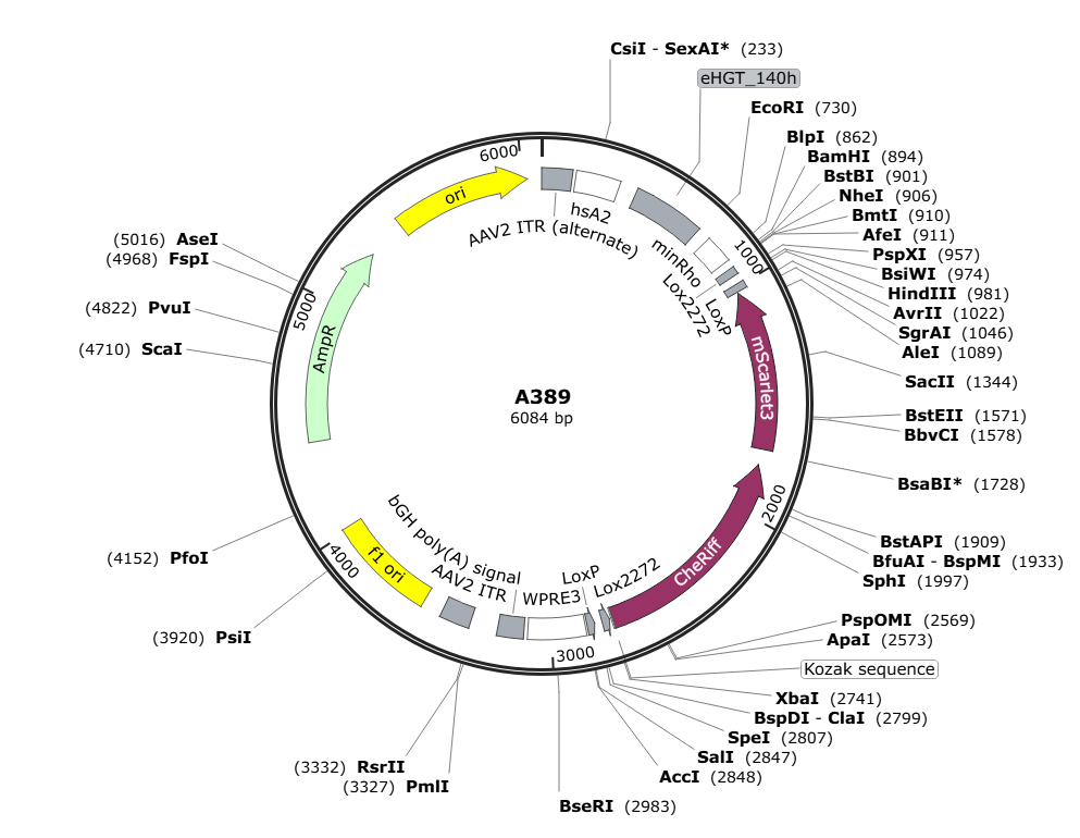Vector map for AAV_hsA2-eHGT140h-minRHO_DIO_CheRiff-mScarlet3_WPRE3-bGHp(A)