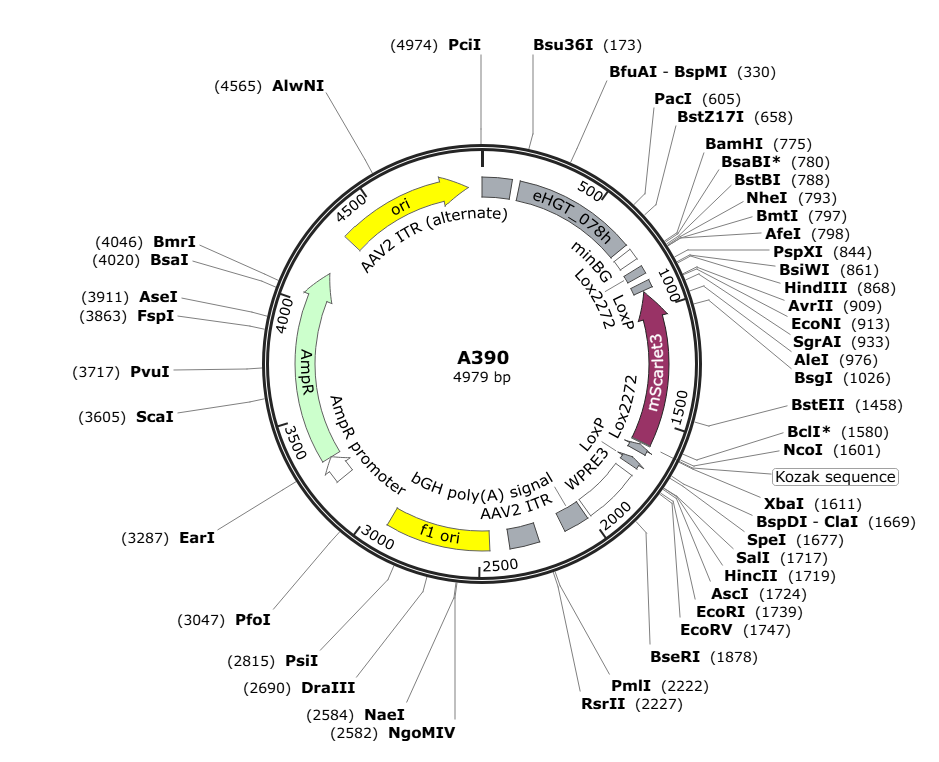 Vector map for AAV_eHGT078h-minBG_DIO_mScarlet3_WPRE3-bGHp(A)