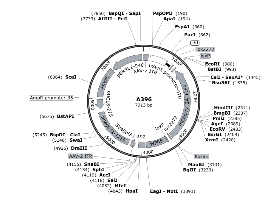 Vector map for retroAAV_hSyn1_DIO-mCherry-2A-FLPo_WPRE-SV40p(A)