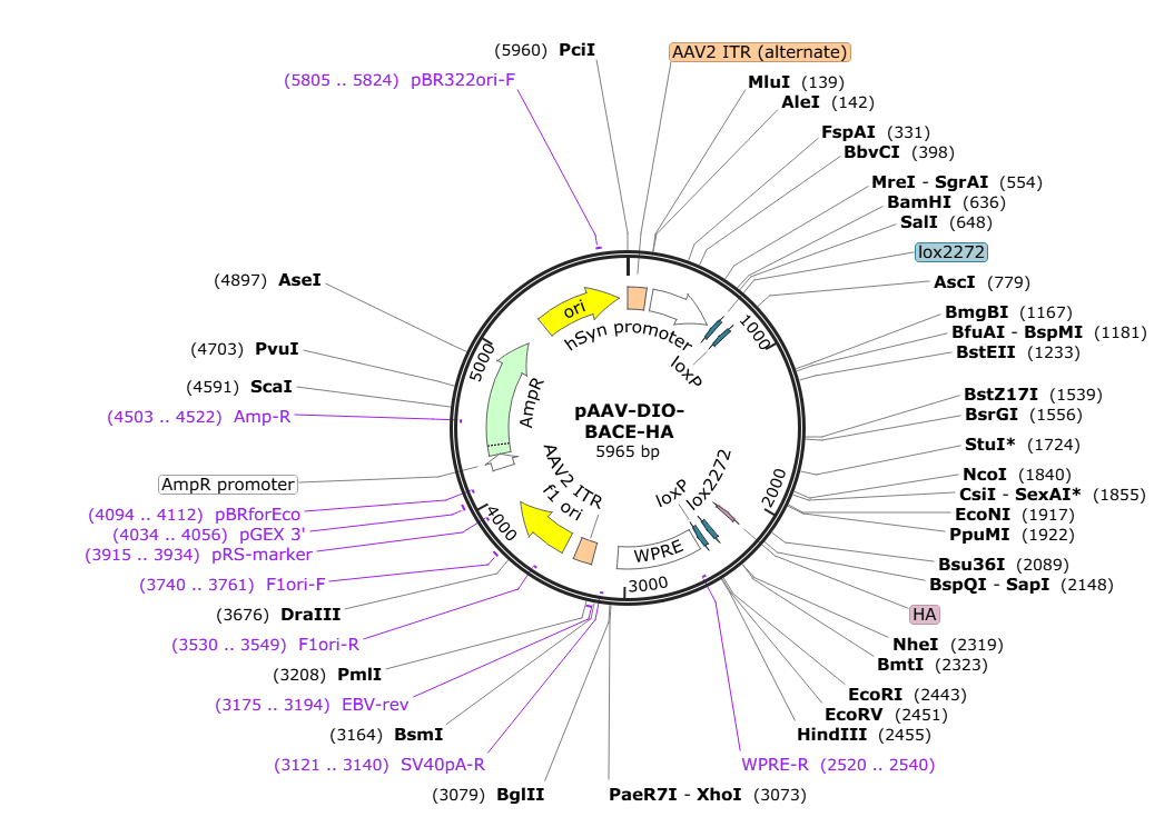 Vector map for AAV_hSyn_DIO_BACE-HA_WPRE