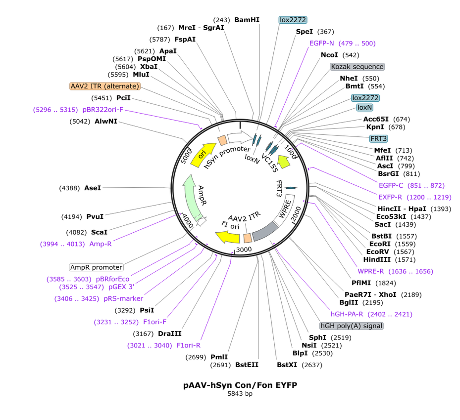Vector map for AAV_hSyn_Con/Fon _EYFP_WPRE-hGHp(A)