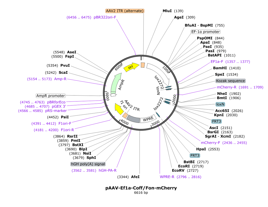 Vector map for AAV_Ef1a_Coff/Fon_mCherry_WPRE_hGHp(A)