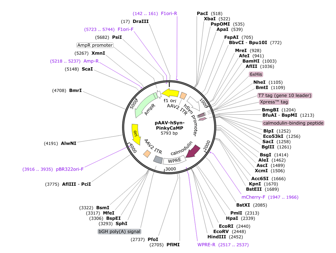 Vector map for AAV_hSyn_PinkyCaMP_WPRE-bGHp(A)