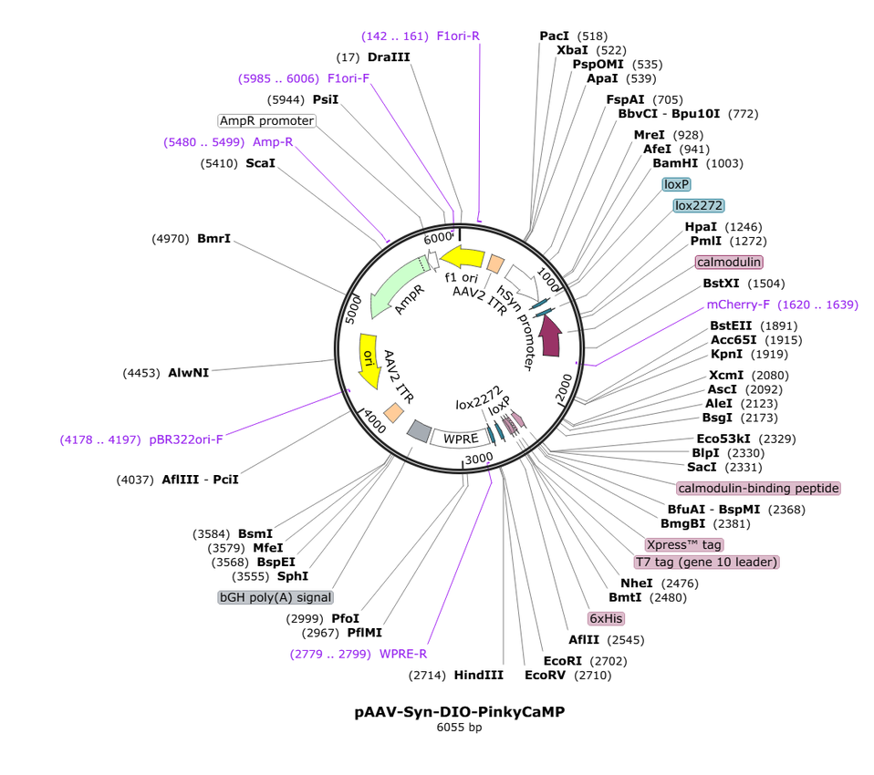 Vector map for AAV_hSyn_DIO_PinkyCaMP_WPRE-bGHp(A)