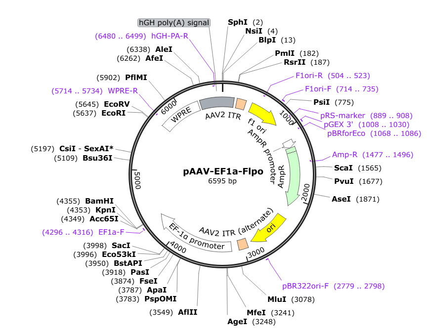 Vector map for AAV-EF1a-Flpo