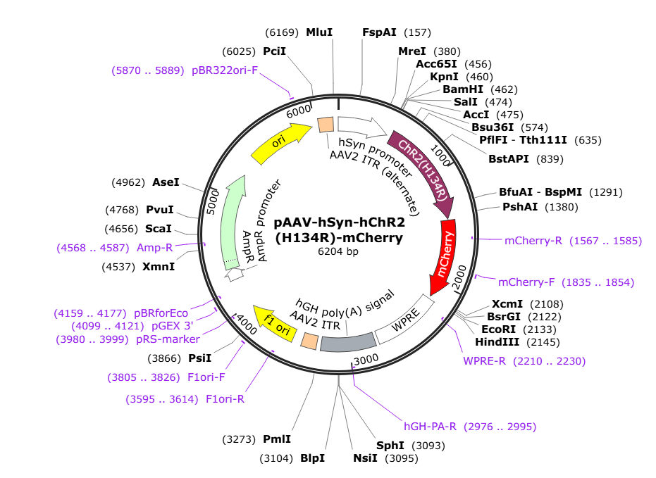 Vector map for AAV-hSyn-hChR2(H134R)-mCherry